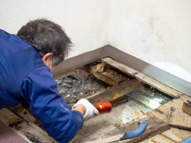 Best Mold Remediation for Schools in Woodburn, OR