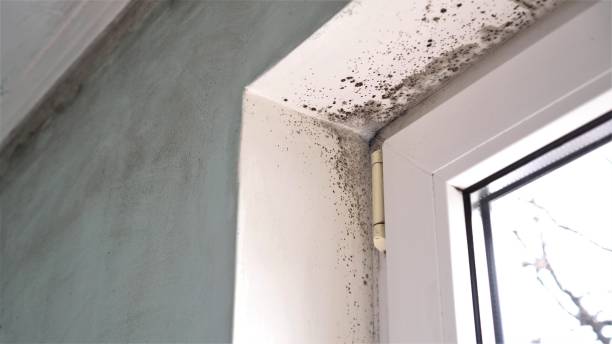 Trusted Woodburn, OR Mold Remediation Experts