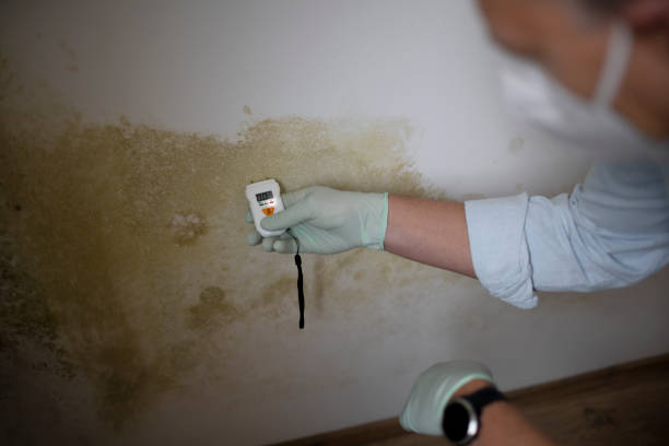 Best DIY Mold Remediation Support Services in Woodburn, OR