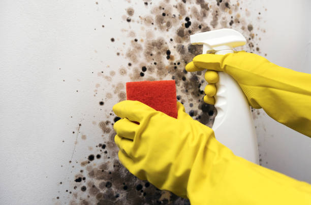 Best Emergency Mold Remediation in Woodburn, OR